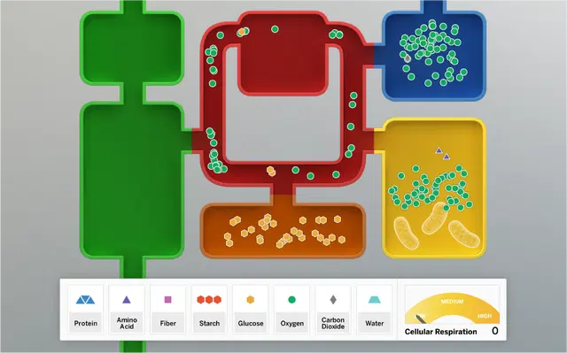 Ocean, Atmosphere, and Climate digital simulation