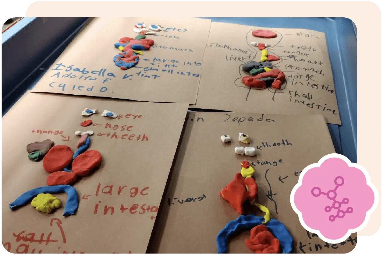 Four handmade anatomical models made of colored clay on brown paper, each labeled with body parts such as brain, stomach, and intestines, with handwritten notes and illustrations.