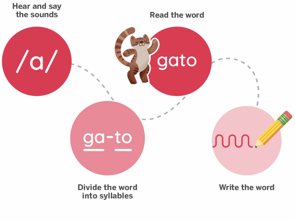 Diagram showing steps to learn the word "gato": hear and say /a/, read "gato," divide into syllables "ga-to," and write the word, emphasizing foundational skills often taught in bilingual programs.