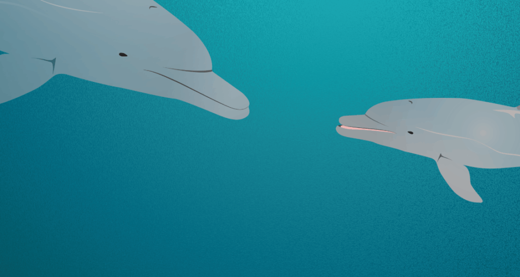 Two dolphins are facing each other underwater against a blue background.
