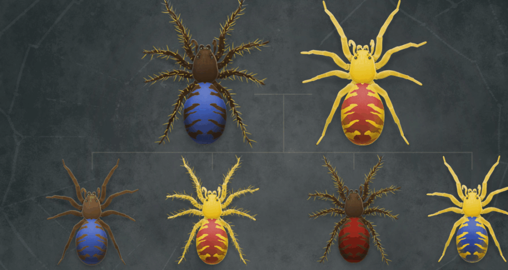 Six spiders with varying body colors (brown, yellow, blue, and red) and patterns are arranged on a dark, textured background, seemingly in a diagram or chart formation.